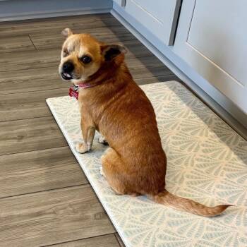 Uno -  Chihuahua and Mixed Breed Dog for Adoption in Freeport, Florida - Uno | PetCurious