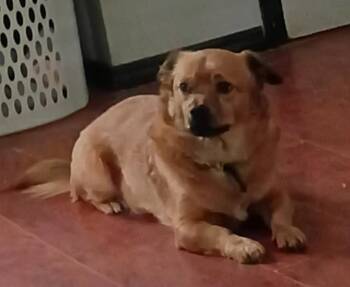 Corgi and Beagle Dogs Available for Adoption in Ross, Ohio - Charlie | PetCurious