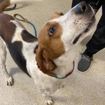 Coonhound Dogs Available for Adoption - Philosophical Phillip | PetCurious