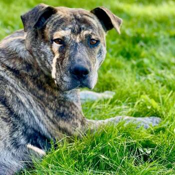 Mixed Breed Dogs Available for Adoption - Savanna | PetCurious