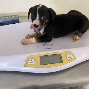 Pup 4 (camilla) -  Rat Terrier and Mixed Breed Dog for Adoption in Galax, Virginia - Pup 4 (camilla) | PetCurious