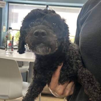 Lamb -  Miniature Poodle Dog for Adoption in Newark, New Jersey - Lamb | PetCurious