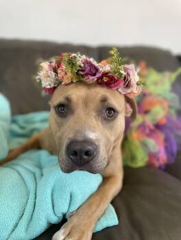 Brandy -  Staffordshire Bull Terrier and Mixed Breed Dog for Adoption in Oxford, Michigan - Brandy | PetCurious