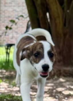Shania -  Rhodesian Ridgeback Dog for Adoption in Syracuse, New York - Shania | PetCurious