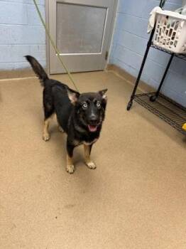 Kamara -  Mixed Breed Dog for Adoption in Chamblee, Georgia - Kamara | PetCurious