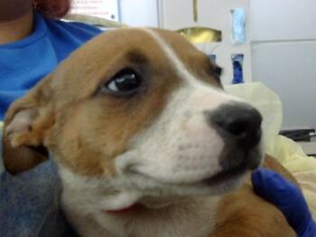 Mixed Breed Dogs Available for Adoption - LADY | PetCurious