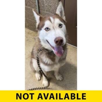 Buchanan -  Siberian Husky and Mixed Breed Dog for Adoption in Eugene, Oregon - Buchanan | PetCurious