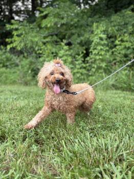 Harmony -  Miniature Poodle Dog for Adoption in Gradyville, Kentucky - Harmony | PetCurious
