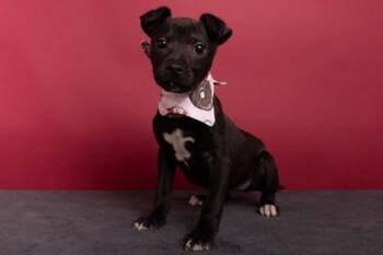 American Staffordshire Terrier and Mixed Breed Dogs Available for Adoption - Libby | PetCurious