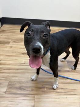 Lilly -  Mixed Breed Dog for Adoption in Raleigh, North Carolina - Lilly | PetCurious