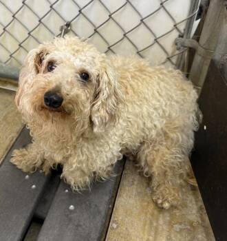 Maltese and Poodle Dogs Available for Adoption in Lagrange, Indiana - Greta | PetCurious