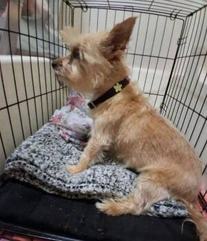 West Highland White Terrier Westie Dogs Available for Adoption in Shawnee, Oklahoma - Shelly | PetCurious