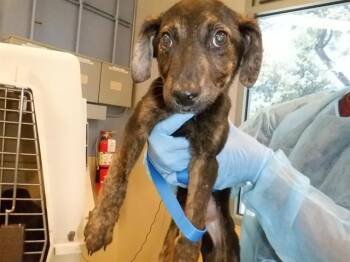 TARRAGON -  Belgian Shepherd Malinois Dog for Adoption in San Jose, California - TARRAGON | PetCurious