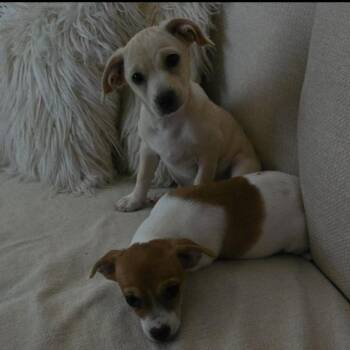 Luna -  Chihuahua and Jack Russell Terrier Dog for Adoption in Seal Beach, California - Luna | PetCurious