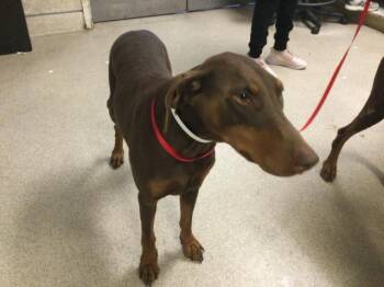 Doberman Pinscher Dogs Available for Adoption in Riverside, California - CINNAMON DOLCE | PetCurious