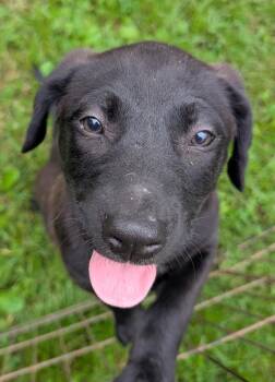 Florence -  Labrador Retriever and Australian Cattle Dog Blue Heeler Dog for Adoption in Watertown, Connecticut - Florence | PetCurious