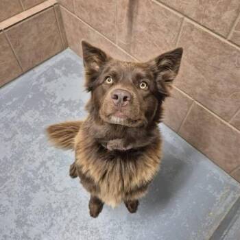 Rescue Australian Shepherd and Chocolate Labrador Retriever Dogs for Adoption in Libby, Montana - Cinnamon | PetCurious