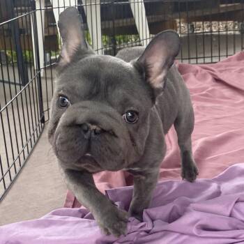 French Bulldog Dogs Available for Adoption in Palm Springs, California - Gloria | PetCurious