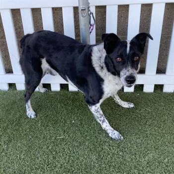 CLETIS -  Border Collie and Mixed Breed Dog for Adoption in Modesto, California - CLETIS | PetCurious