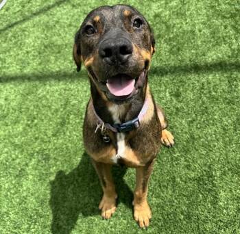 A138192 -  Mixed Breed Dog for Adoption in Palmetto, Florida - A138192 | PetCurious