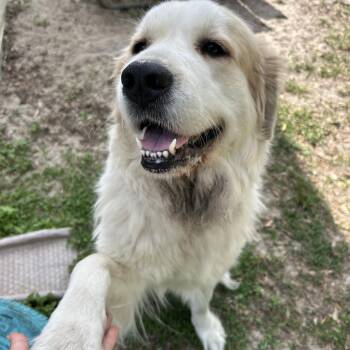 Great Pyrenees Dogs Available for Adoption in Lake Panasoffkee, Florida - Beauty | PetCurious
