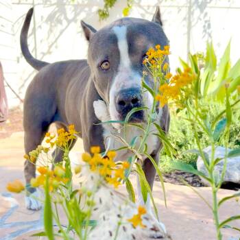 American Bully Dogs Available for Adoption in Los Angeles, California - Kit | PetCurious