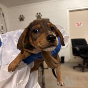 Crood -  Terrier and Mixed Breed Dog for Adoption in Edinburg, Texas - Crood | PetCurious