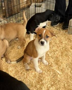 Daffodil -  Golden Retriever and Beagle Dog for Adoption in Bull Valley, Illinois - Daffodil | PetCurious