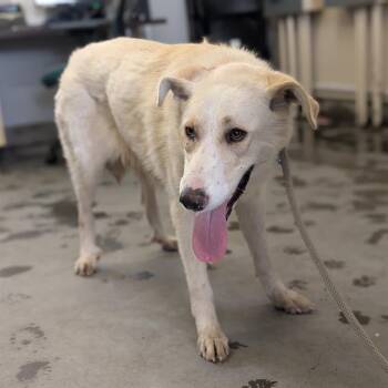 Labrador Retriever and Mixed Breed Dogs Available for Adoption in Camarillo, California - MAPLE | PetCurious