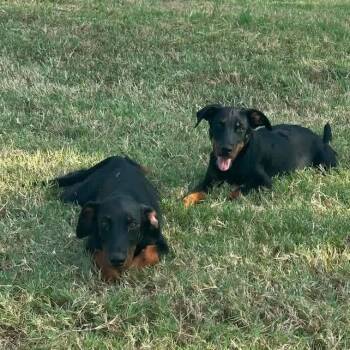 Cove -  Doberman Pinscher Dog for Adoption in Aledo, Texas - Cove | PetCurious