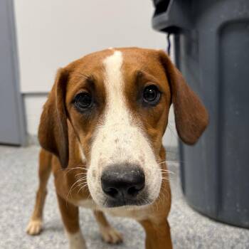 Brownie -  Mixed Breed Dog for Adoption in Greenville, South Carolina - Brownie | PetCurious