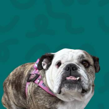 English Bulldog Dogs Available for Adoption in Reno, Nevada - Chloe | PetCurious