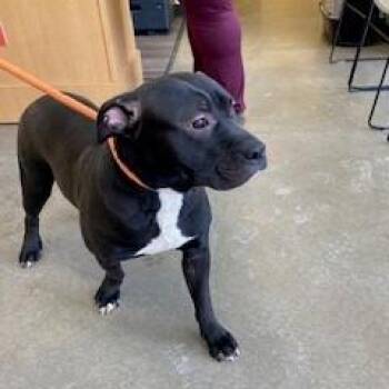 Pit Bull Terrier Dogs Available for Adoption - Alan THICKE | PetCurious