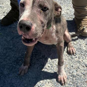 Wilbur -  Terrier and Mixed Breed Dog for Adoption in Montgomery, Alabama - Wilbur | PetCurious