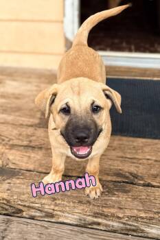 Hannah -  Shar Pei and Black Mouth Cur Dog for Adoption in Branson, Missouri - Hannah | PetCurious