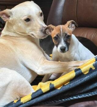 Pippi Longstocking -  Jack Russell Terrier Dog for Adoption in Germantown, Ohio - Pippi Longstocking | PetCurious