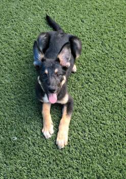 Unity -  German Shepherd Dog Dog for Adoption in Frankfort, Kentucky - Unity | PetCurious