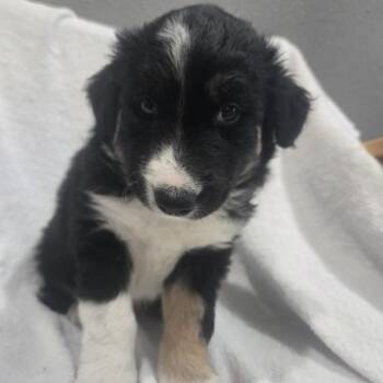 M!ssundaztood -  Husky Dog for Adoption in Olathe, Kansas - M!ssundaztood | PetCurious
