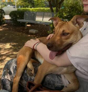 Belle -  Cattle Dog and Australian Kelpie Dog for Adoption in New Bedford, Massachusetts - Belle | PetCurious
