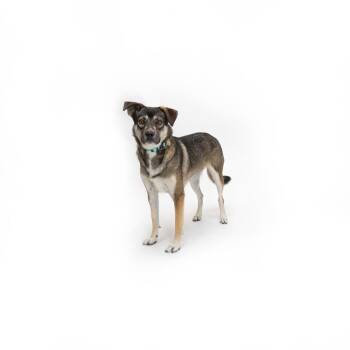 Trinity -  Mixed Breed Dog for Adoption in Los Angeles, California - Trinity | PetCurious