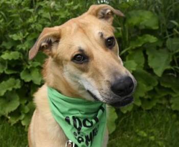 Hanna -  Labrador Retriever Dog for Adoption in Orland Hills, Illinois - Hanna | PetCurious