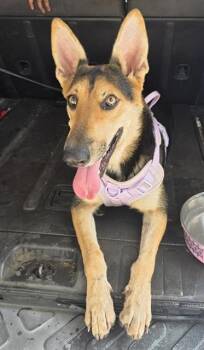 BRANDI -  German Shepherd Dog Dog for Adoption in San Antonio, Texas - BRANDI | PetCurious
