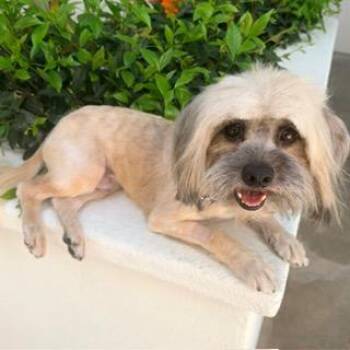Lhasa Apso Dogs Available for Adoption - ZEKE | PetCurious