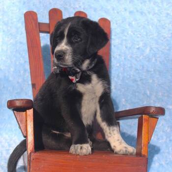 Shepherd and Siberian Husky Dogs Available for Adoption in Cincinnati, Ohio - Sunny | PetCurious