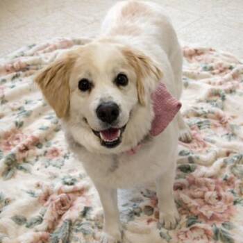 Mixed Breed Dogs Available for Adoption - Setto | PetCurious