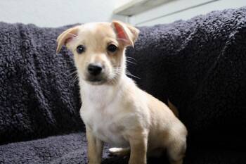 Chihuahua and Dachshund Dogs Available for Adoption - Oscar  | PetCurious