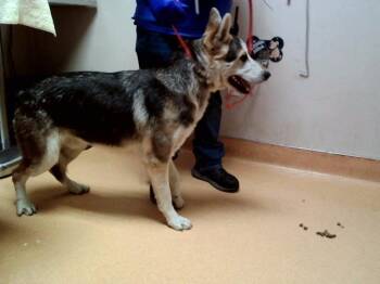 German Shepherd Dog and Siberian Husky Dogs Available for Adoption - KIERNAN | PetCurious