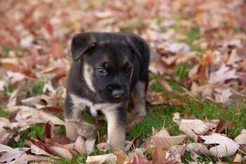 Rescue German Shepherd Dog Dogs for Adoption in Elizabeth, Colorado - Nick | PetCurious