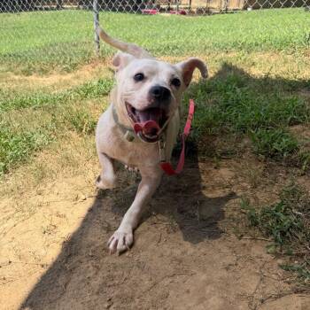 Brad -  Mixed Breed Dog for Adoption in Binghamton, New York - Brad | PetCurious