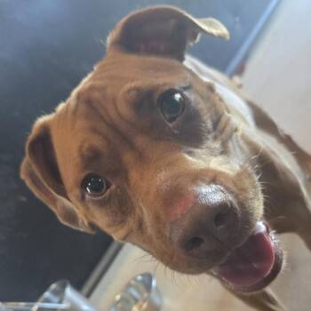 Muffin -  Mixed Breed Dog for Adoption in Leander, Texas - Muffin | PetCurious